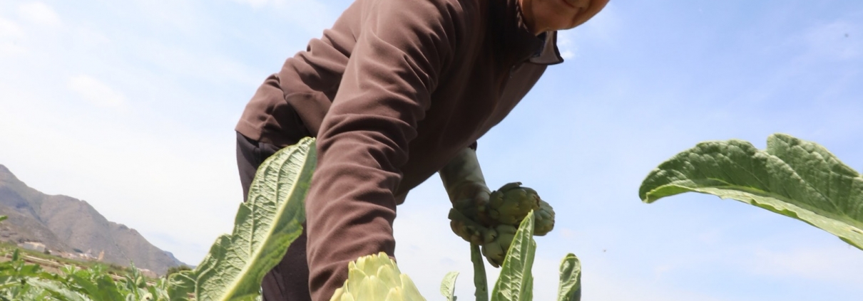 Juan José Cuenca lleva toda una vida cultivando en la huerta de Cox y vendiendo sus frutas y verduras en los mercadillos de la provincia.